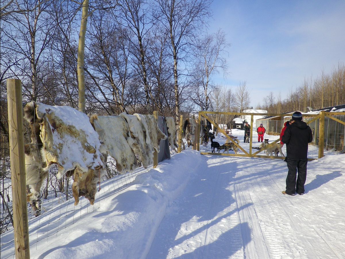 Dogs sledge01